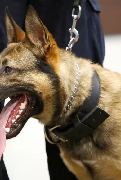 Γιατί στη Φλόριντα διαλύθηκαν οι μονάδες αστυνομικών σκύλων Κ-9;