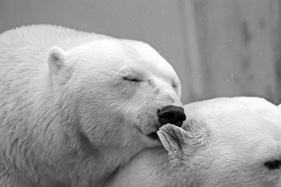 pixabay_polar-bear