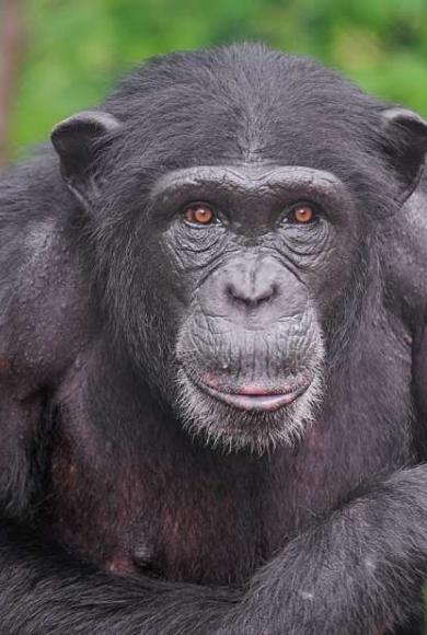 χιμπατζης Αττικό πάρκο