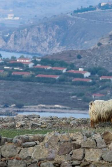 Σοβαρός τραυματισμός οκτάχρονου που δέχθηκε επίθεση από κριάρι