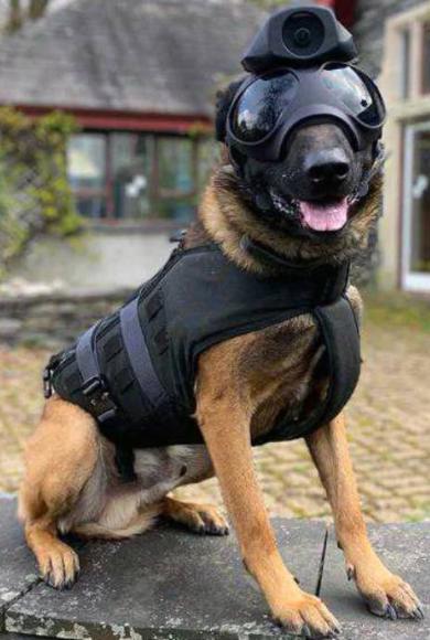 αστυνομικος σκυλος