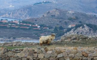 Σοβαρός τραυματισμός οκτάχρονου που δέχθηκε επίθεση από κριάρι