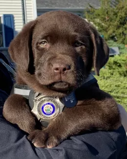 Το TikTok αγαπά τον Major: Αυτός είναι ο νέος αστυνομικός σκύλος της Νέας Υόρκης που συγκέντρωσε εκατομμύρια προβολές