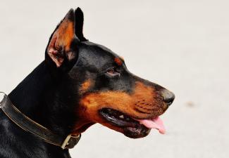 pixabay_doberman-