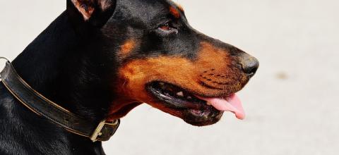 pixabay_doberman-